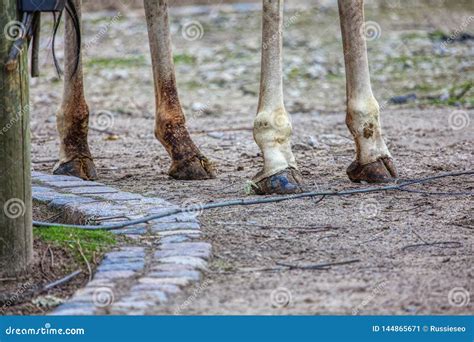 Giraffe hooves stock image. Image of outdoors, details - 144865671