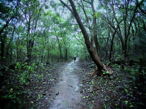 Bhimashankar Trek via Shidi Ghat Blog - Treks and Trails India