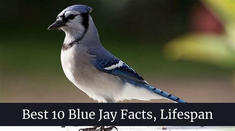 Best 10 Blue Jay Facts, Lifespan, Habitat Updated 2021