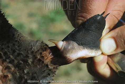 Platypus stock photo - Minden Pictures