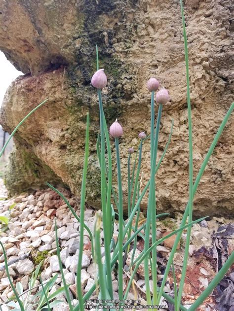 Chives: Plant Care and Collection of Varieties - Garden.org