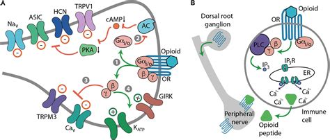 Frontiers | Advances in Achieving Opioid Analgesia Without Side Effects