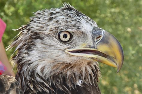 Bald eagle breeding areas in Arizona closing for nesting | The Daily ...