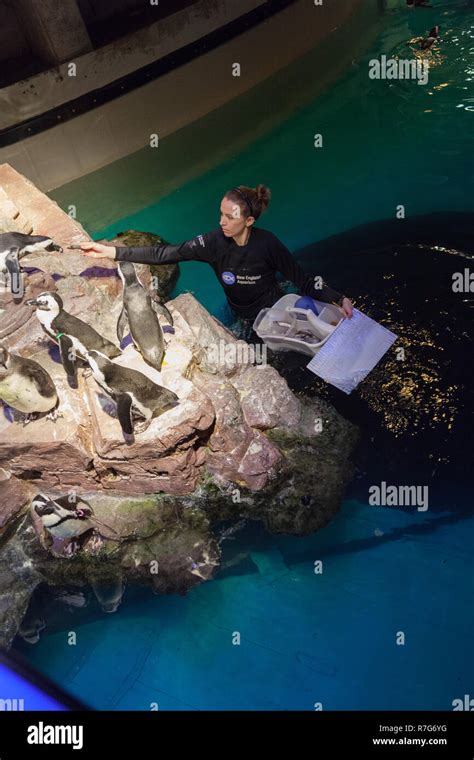 Feeding the penguins at New England Aquarium, Boston ,Massachusetts, United States of America ...