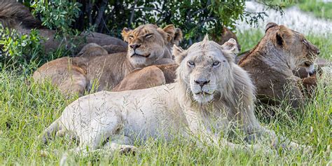 Are White Lions a Unique Species? | Bushwise Blogs