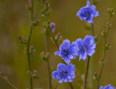 Is Chicory Edible?