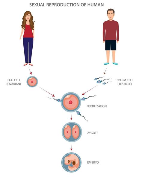 Sexual reproduction of human different stages and levels 21669366 ...