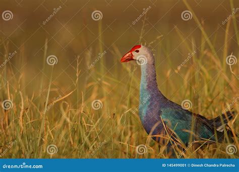 Purple swamphen bird stock image. Image of beautiful - 145499001