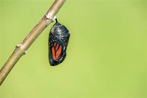 Monarch Chrysalis | InterestingInsects.com