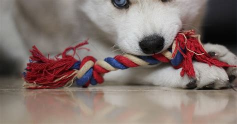 Bite Force of a Siberian Husky - Annie Many