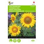 Zonnebloem Ring of Fire - Helianthus annuus (Sunflowers) - Webshop ...