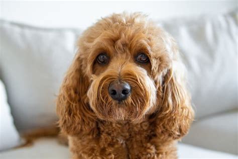 Cavapoo Colors - A Dog Of Many Colors - CavapooLove