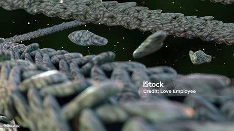 The Actin Cytoskeleton Structure Of Cells Stock Photo - Download Image Now - Actin, Anatomy ...