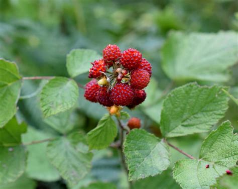 Rubus species- Uttarakhand – eFlora of India