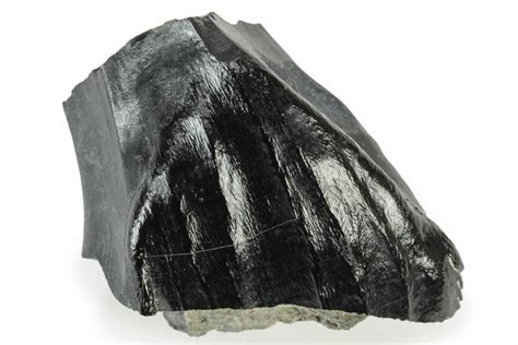 1" Fossil Iguanodon (Mantellisaurus) Tooth - England (#231951) For Sale ...