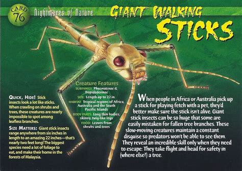 Giant Walking Stick