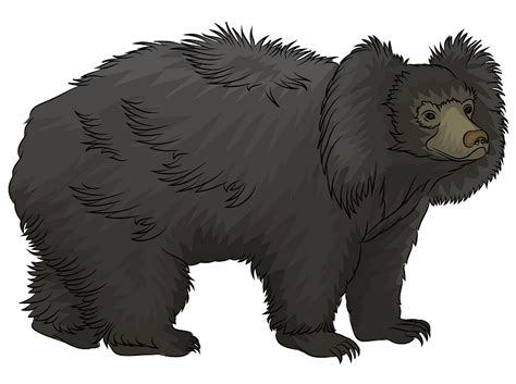 Sloth Bear clipart. Free download transparent .PNG | Creazilla