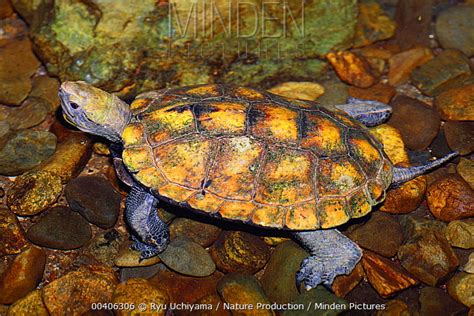 Japanese Pond Turtle stock photo - Minden Pictures