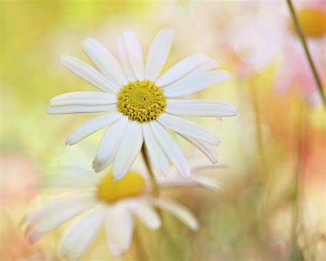 Sunshine Flowers by Sharon Lapkin