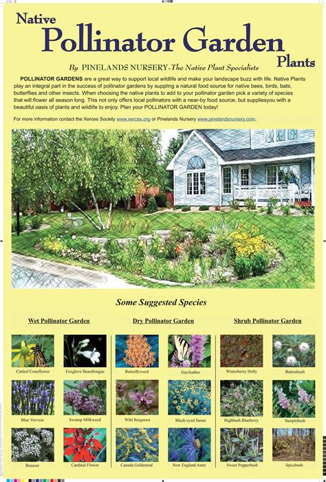 Native Pollinator Garden Plants | Pollinator garden, Native plant gardening, Pollination