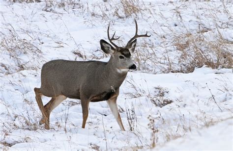 gray deer free image | Peakpx