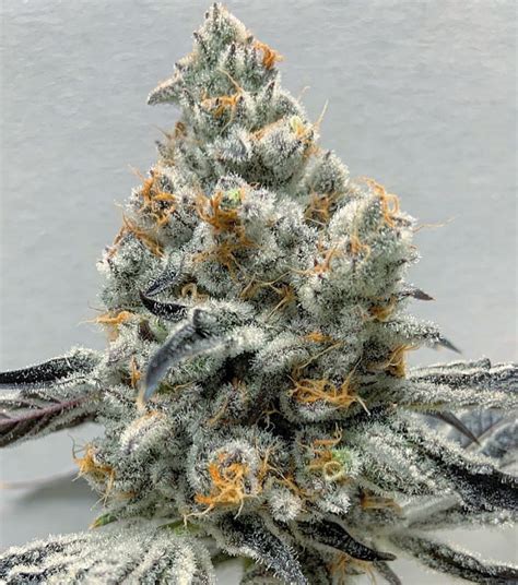 Inhouse Genetics - Platinum Kush Breath Gold Half Pack - Goose Seeds