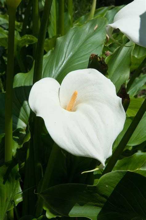 Arum lily: declared pest | Agriculture and Food