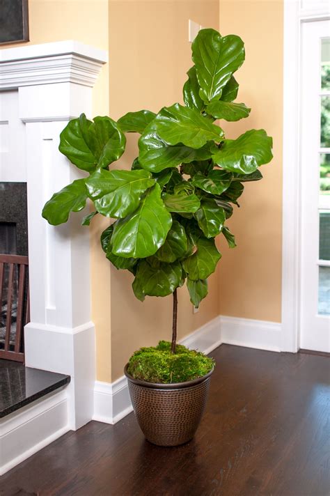 Ficus Lyrata | Ficus lyrata, Indoor plants, Ficus