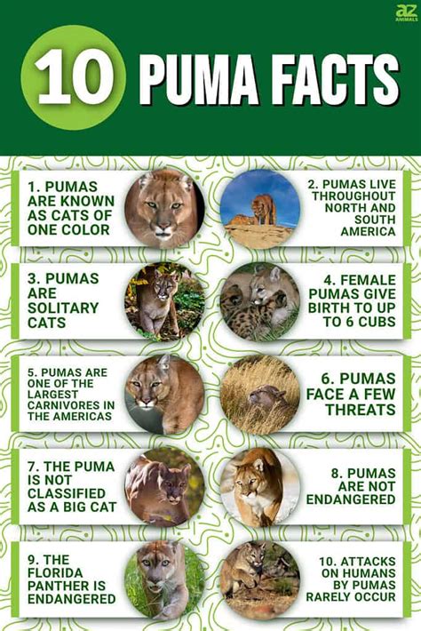 10 Interesting Facts About Pumas - A-Z Animals