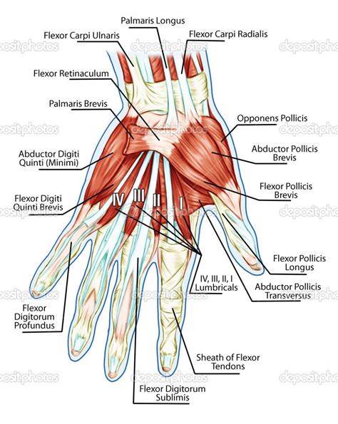 Tendons | Hand therapy, Medical anatomy, Muscle anatomy