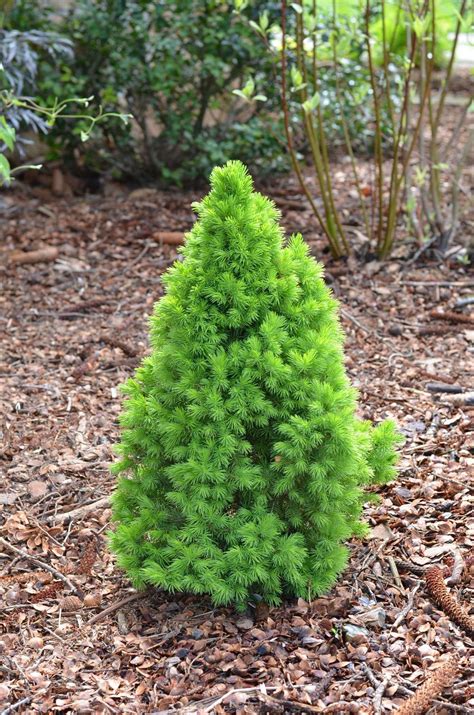 Photo of the entire plant of Dwarf Alberta Spruce (Picea glauca var. albertiana 'Conica') posted ...