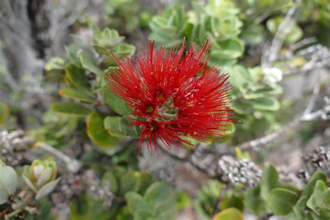 Metrosideros polymorpha, Volcanoes National Park, Hawaii | Flickr