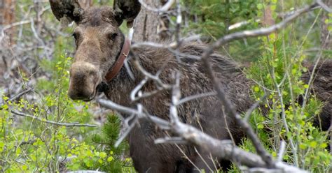 Moose Study: Wildlife Officials Tracking Calving Rates In Northern ...