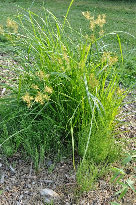 Nut Grass Identification