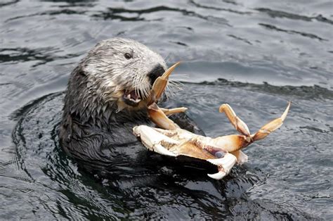 Sea Otter – Facts, Size, Habitat, Pictures