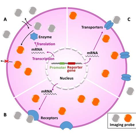 The major types of reporter gene expression in radionuclide imaging,... | Download Scientific ...