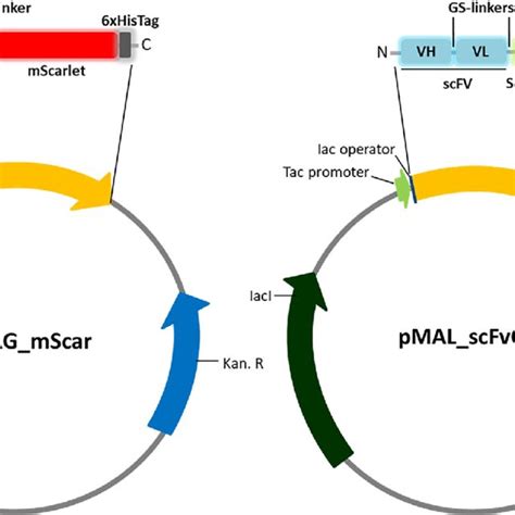 Map of the fusion protein constructs and main characteristics of ...