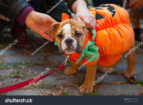 385 Dog Halloween Costume Parade Images, Stock Photos & Vectors | Shutterstock