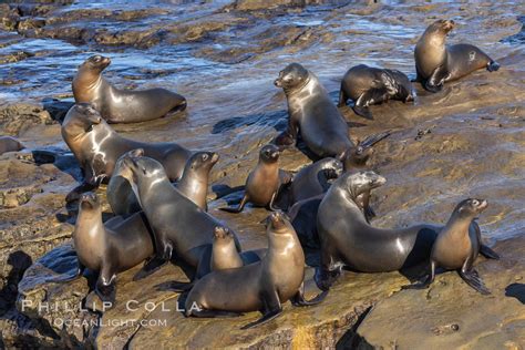 California sea lion pups, Zalophus californianus, #37573