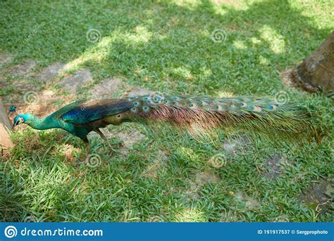 Peacock Tail Close Up on Green Grass Stock Image - Image of animal ...