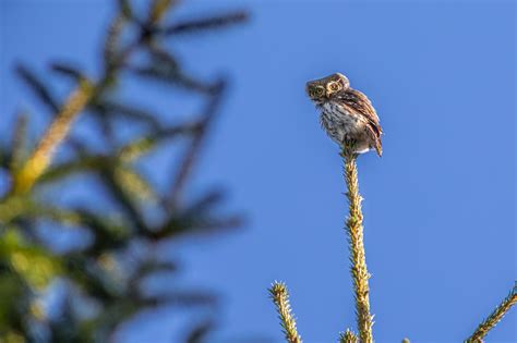 Eurasian Pygmy Owl Glaucidium - Free photo on Pixabay - Pixabay