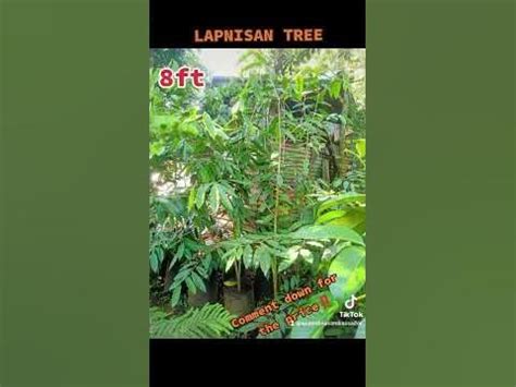 AGARWOOD o LAPNISAN TREE....... Location:Lipa City,Batangas - YouTube