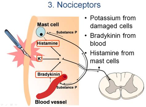 Chapter 14 Pain, Temperature, Sleep, and Sensory Function Flashcards | Quizlet