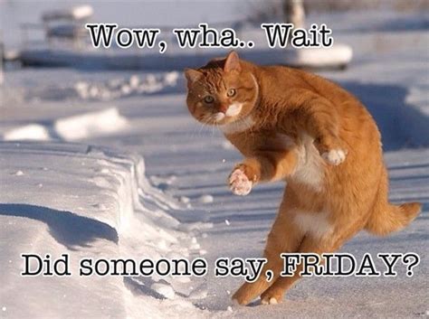 Are you excited about the weekend? We sure are. Happy Friday Cat lovers! | Dancing cat, Funny ...