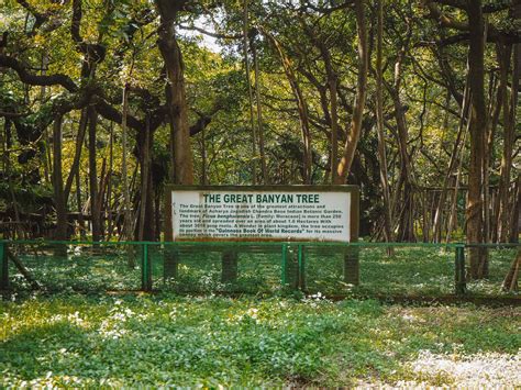 How To Visit The Great Banyan Tree In Kolkata Botanical Gardens!