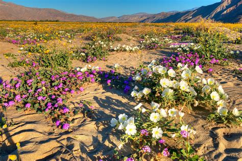 California's Wildflower Super Bloom | Earth Blog