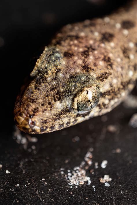 Common Indian House Gecko reversed macro shot