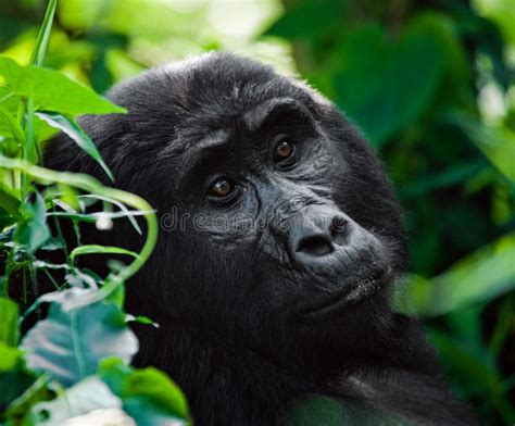 Portrait of a Mountain Gorilla. Uganda. Bwindi Impenetrable Forest National Park Stock Image ...