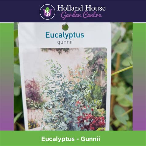 Eucalyptus Gunnii 3 Ft - Holland House Garden Centre Preston