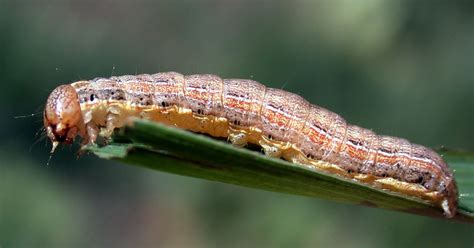 Turf eating insects destroying your lawn? Turf eating insects